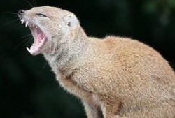 皮毛 在线观看 下载,揭秘动物世界中的神秘外衣